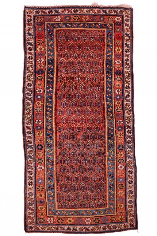 Shirvan Carpet